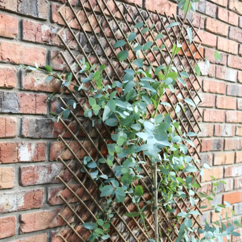 180Cm × 60Cm Expandable Willow Trellis Panel – Tom Chambers Rose & Climber Support 1