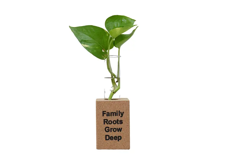 Family Roots Fridge Magnet Planter Featuring Test Tube Design 1