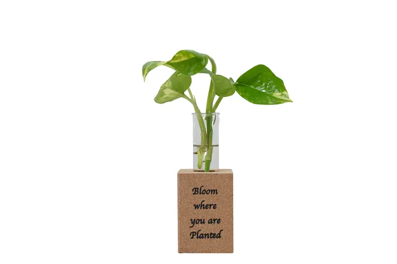 Fridge Magnet Planter: 'Bloom Where You'Re Planted' With Test Tube 1