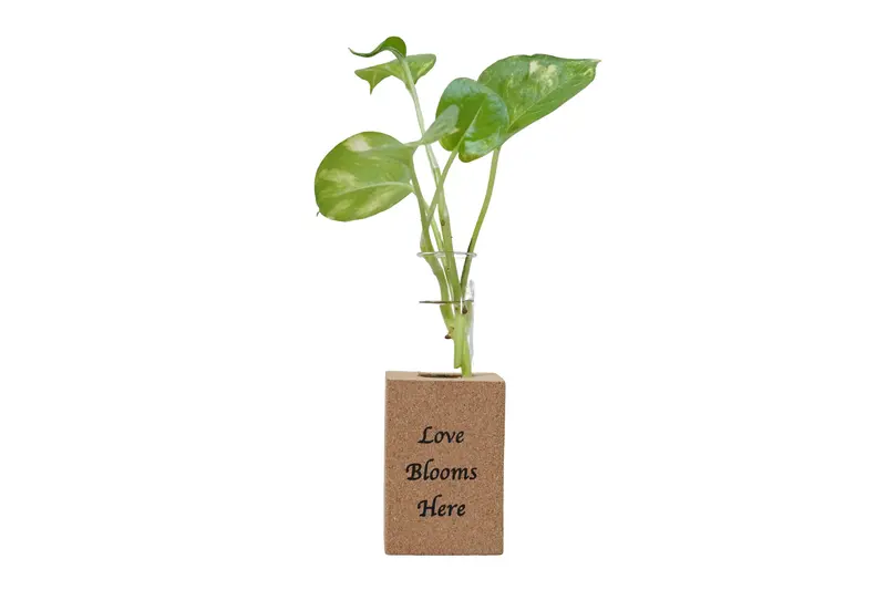 Fridge Magnet Planter: 'Love Blooms Here' With Removable Test Tube 1